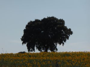 Baum Sonnenblumen Familienaufstellung Vintschger Typenlehre